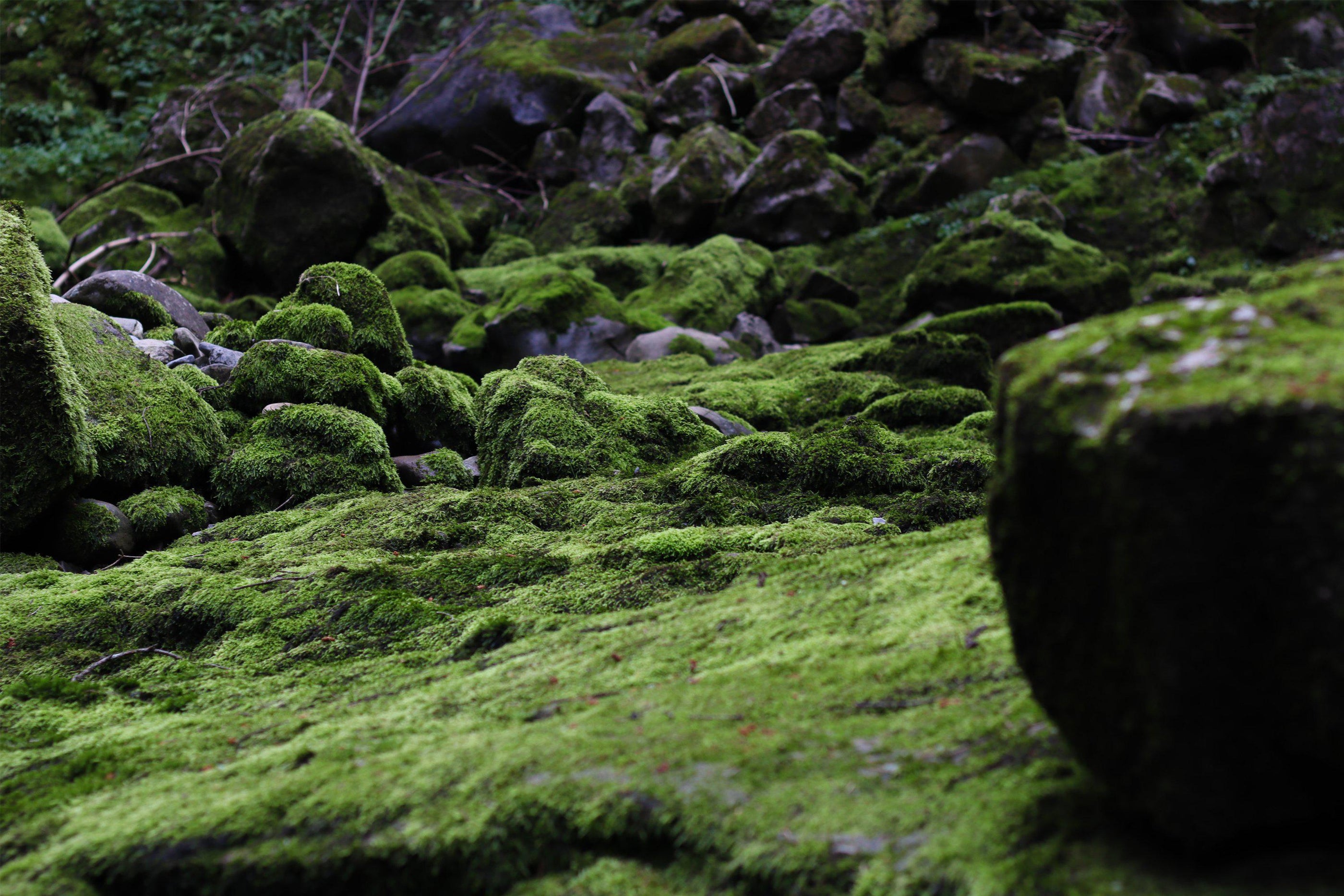 マドエレンの【わび・さび】とHUMUSUという香り。